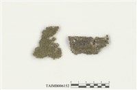 藏品(角鱗蘚屬)的圖片